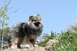 SPITZ ALLEMAND 117